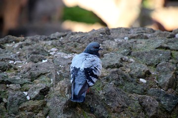 Pigeon se baladant au colysé