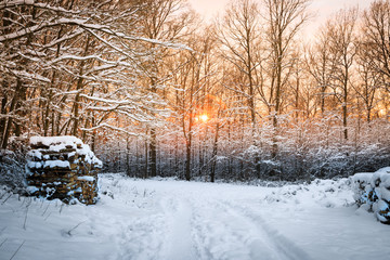 Sonnenuntergang im Wald