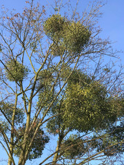 Mistletoe clusters clinging to the tree