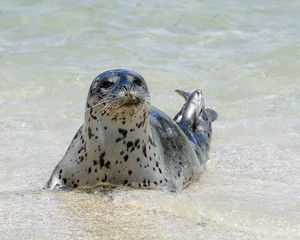 Seals in La Jolla