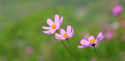 Fototapeta premium Purple, pink, cosmos flowers in the garden with background in vintage style soft focus.