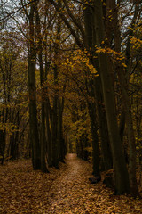 Herbstwald des Georgie Park in den Niederlande