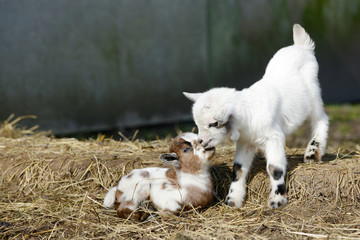 Naklejka na ściany i meble white goat kid standing and goat kid lying on straw