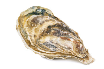 delicious closed oyster
