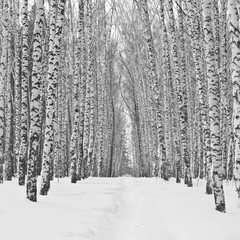 Birch alley in winter in black and white