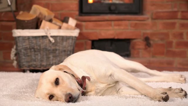 Dog resting indoors - lying on the floor, slow sliding camera