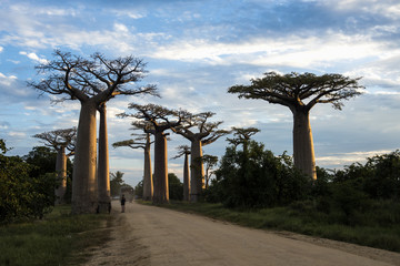 Fototapeta na wymiar Madagaskar