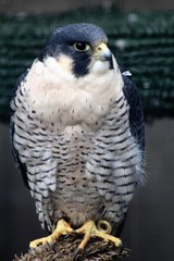 Peregrine Falcon