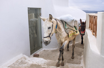 Traditional donkeys on old stone stairs of Oia village in Santor