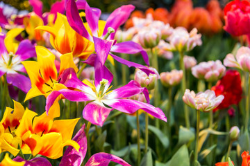 Fototapeta premium fresh colorful tulips in spring