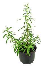 green rosemary in a pot