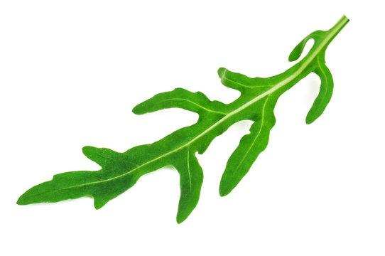 green arugula leaf