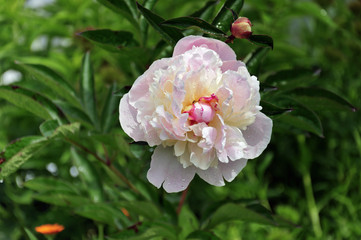 Obraz premium Peonies in the garden in the sunset rays