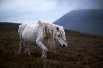 Obraz na płótnie Canvas wild white horse, on a welsh mountain near Llangorse lake