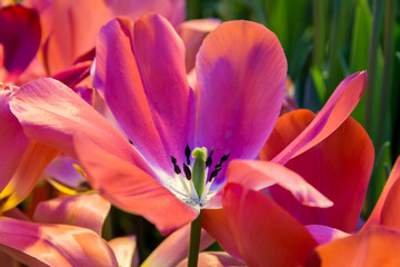 fresh colorful tulips in spring