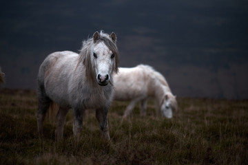 wild white horse, on a welsh mountain near Llangorse lake