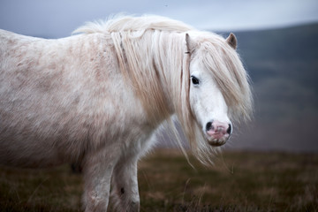 wild white horse, on a welsh mountain near Llangorse lake