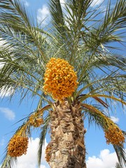 date palm with ripening dates