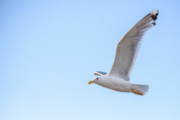 Fototapeta premium European Herring Gull