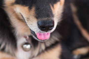 Close up Nose  Dog's   - (Selective focus)