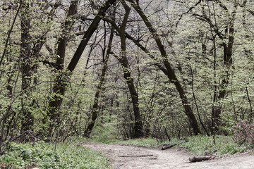 path through the woods