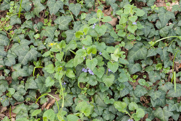 plants in the field