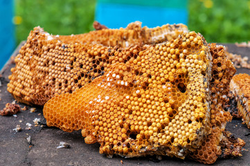 honeycomb with larvae