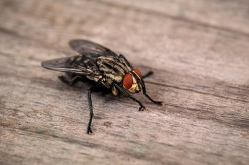 live house fly