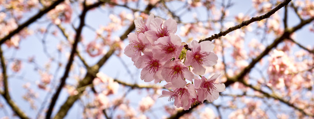 Kirschblüte in Tokyo