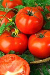 Big red fresh tomatoes