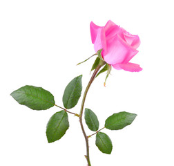 pink rose on white background