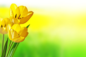 three yellow tulips in the yellow field
