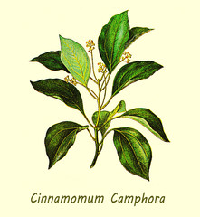 XIX century illustration of Cinnamomum camphora or camphor tree, large evergreen tree with glossy leaves, small flowers and camphor smell