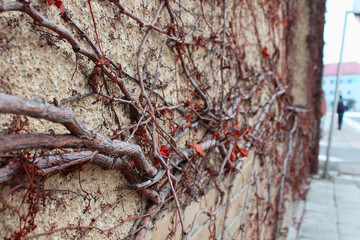 tree on a wall with red leaves