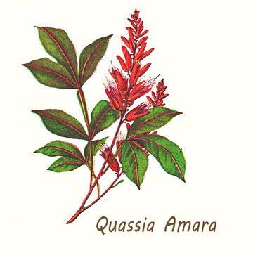 Vintage illustration of quassia amara, shrub with bright red flowers used as insecticide, in traditional medicine and as additive in the food industry for its bitter taste.