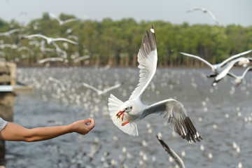 Fototapeta na wymiar feeding seagull