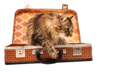Cat in red sunglasses in the sun-brown suitcase