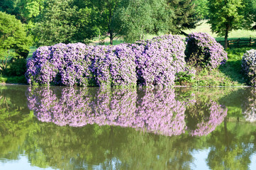 Rhododendren von Burg Herrnstein