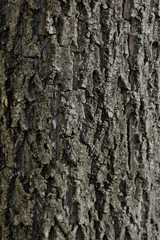 Fototapeta premium wood background from the old tree