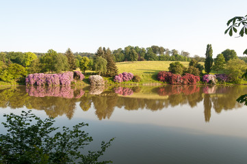 Rhododendren von Burg Herrnstein