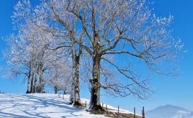 Bäume in der Wintersonne
