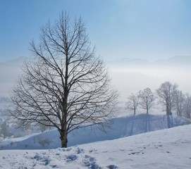 Bäume im Winternebel