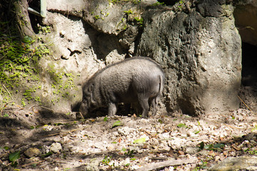 Visayan warty pig at the corner of stone