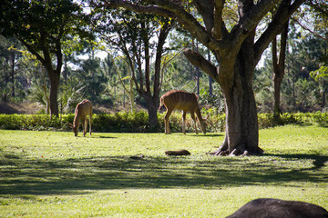 Lowland Nyala on the grass field and tree