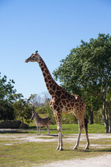 Giraffe and zebra on field with blue sky