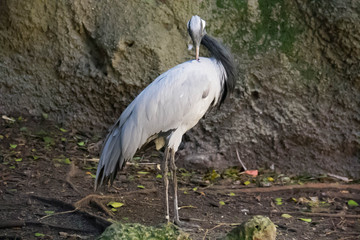 Demoiselle Crane stands on the ground with blurred background