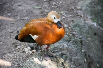 Ruddy Shelduck, Tadorna ferruginea, on the edge of ground with blurred background