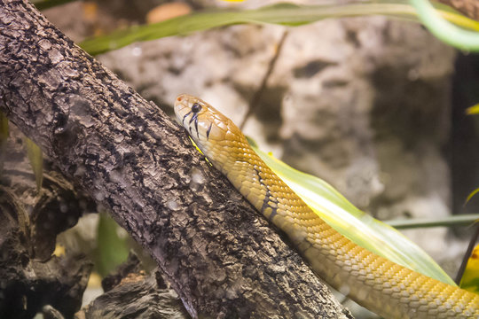 Cribo, yellow snake on the branch with blurred background