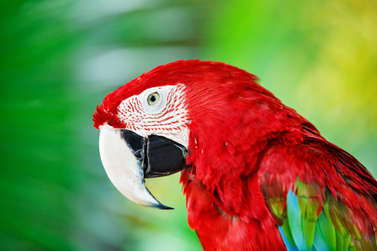 Colorful portrait of Amazon red macaw parrot against jungle. Side view of wild ara parrot head on green background. Wildlife and rainforest exotic tropical birds as popular pet breeds.