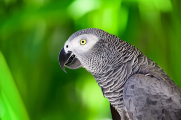 Portrait of African grey parrot against jungle. Side view of wild grey parrot head on green background. Wildlife and rainforest exotic tropical birds as popular pet breeds.